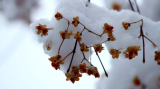 建大书香华庭  | 小雪似春华，悄然入夜扉